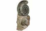 Free-Standing Fossil Ammonite (Hammatoceras) Pair - France #227342-3